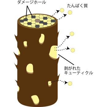 ホームカラーを繰り返した髪は、内部のダメージが蓄積し、縮毛矯正の薬剤反応が不安定になりやすい