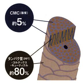 髪内部のCMCとPPTの構造を示した図。縮毛矯正や髪質改善で、タンパク質補充と脂質補修が重要であることを分かりやすく解説しています。